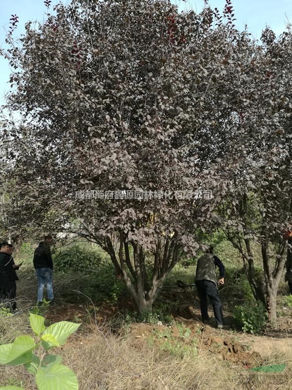 独杆低开丫20cm-30cm红叶李