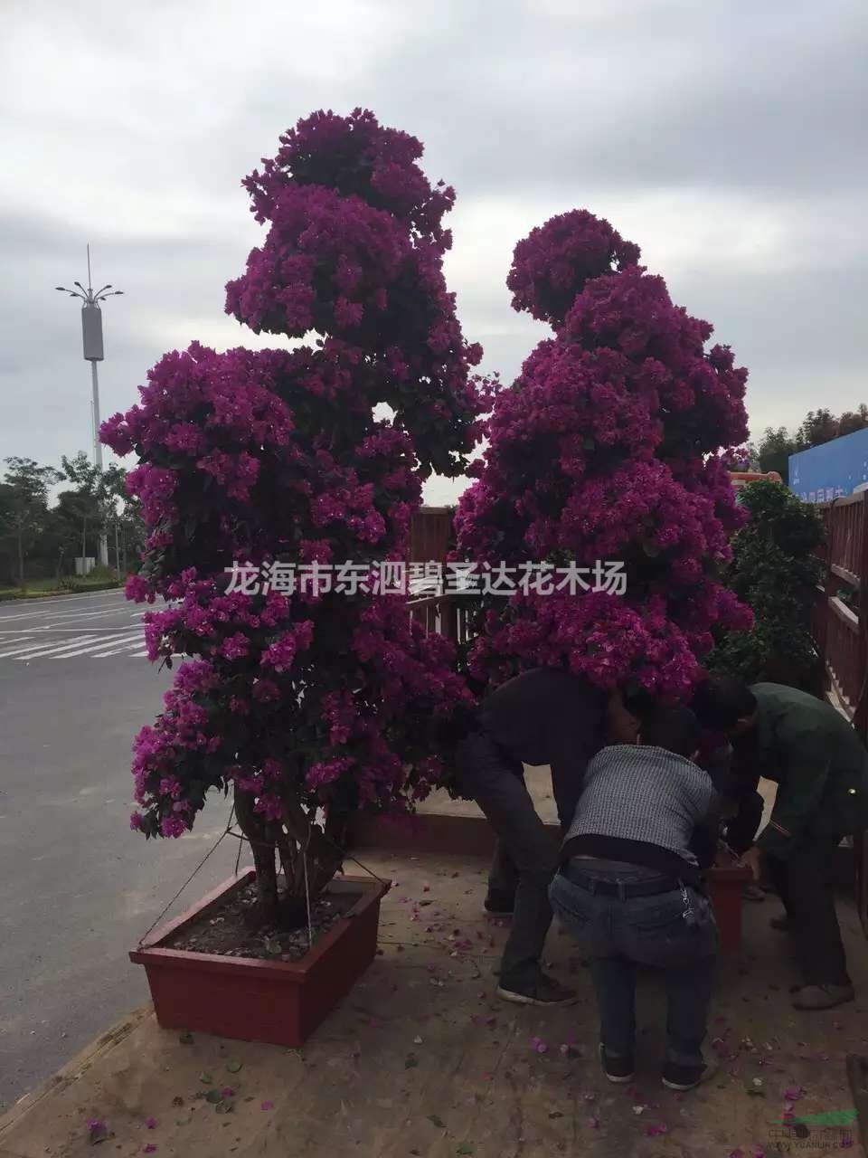 福建漳州三角梅盆景基地大量批發(fā) 自家貨源