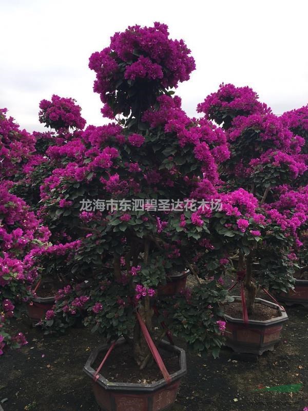 福建漳州三角梅盆景基地大量批發(fā) 自家貨源