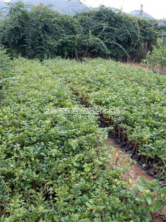 福建漳州三角梅小苗基地大量批發(fā)  自家貨源