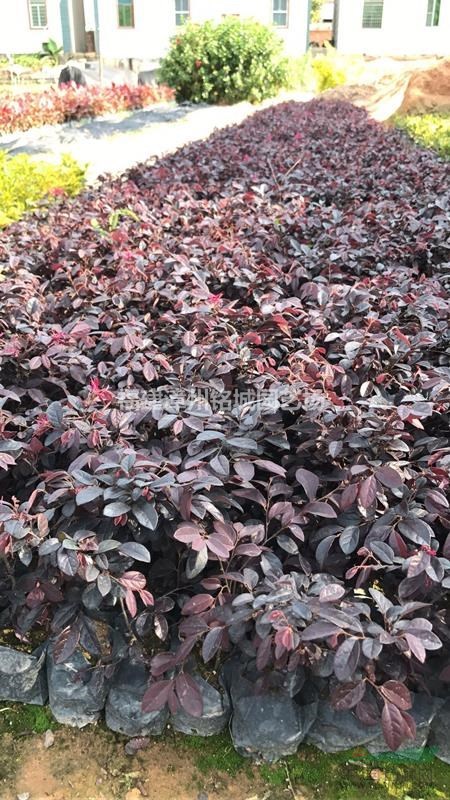 供應(yīng)紅花繼木、福建紅花繼木苗