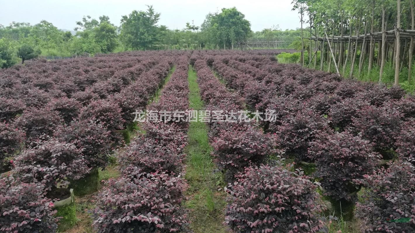 福建漳州紅花繼木球基地各種規(guī)格大量批發(fā)供應(yīng) 自家貨源，無中介