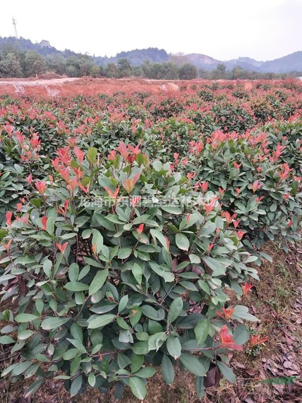 福建漳州紅葉石楠球基地各種規(guī)格大量批發(fā)供應  自家貨源