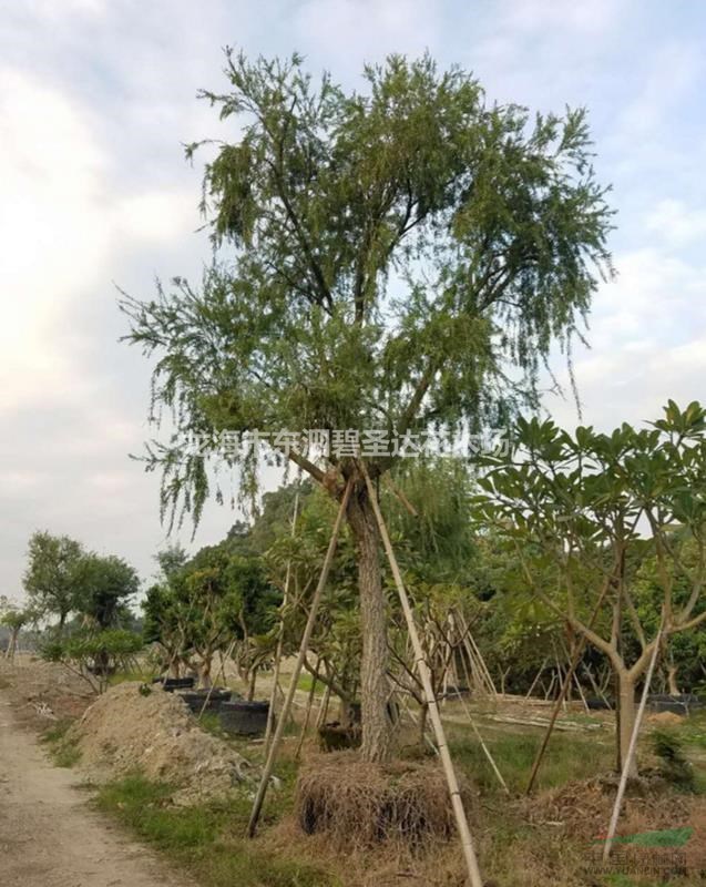 福建漳州串錢柳基地各種規(guī)格大量批發(fā)供應(yīng) 自家貨源，無中介