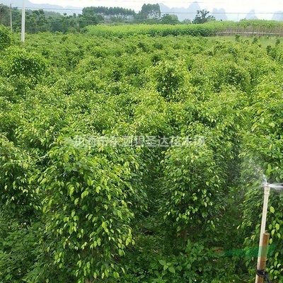 福建漳州垂葉榕柱基地各種規(guī)格大量批發(fā)供應(yīng) 自家貨源，無中介