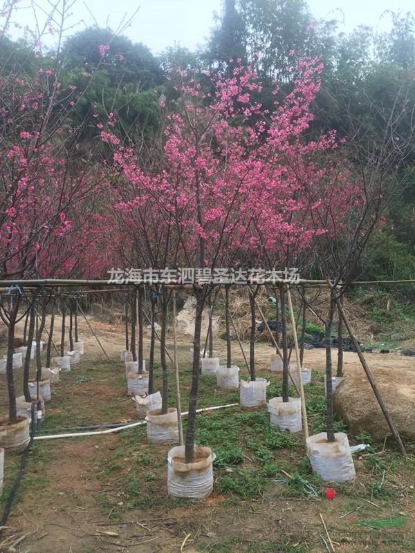 福建漳州福建山櫻花基地各種規(guī)格大量批發(fā)供應 自家貨源，無中介