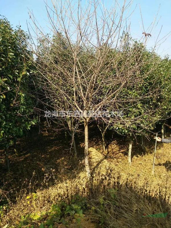福建漳州福建山櫻花基地各種規(guī)格大量批發(fā)供應 自家貨源，無中介