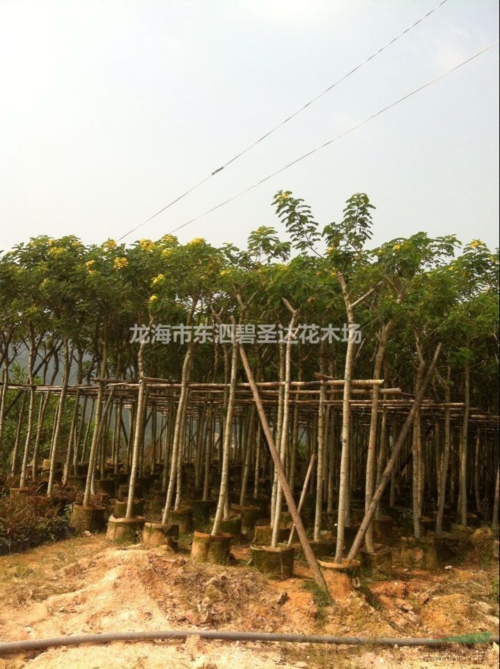 福建漳州黃花槐基地各種規(guī)格大量批發(fā)供應(yīng) 自家貨源，無(wú)中介