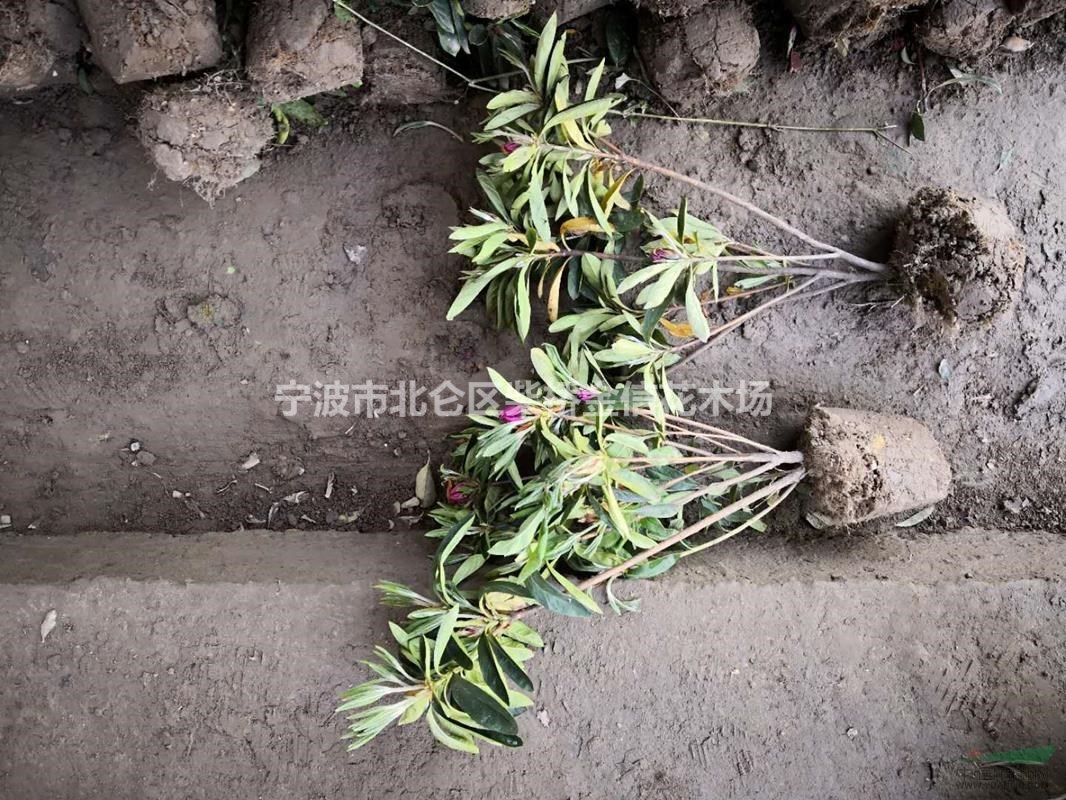 H30-40毛鵑毛球，浙江花木城現(xiàn)貨，可接受預(yù)定
