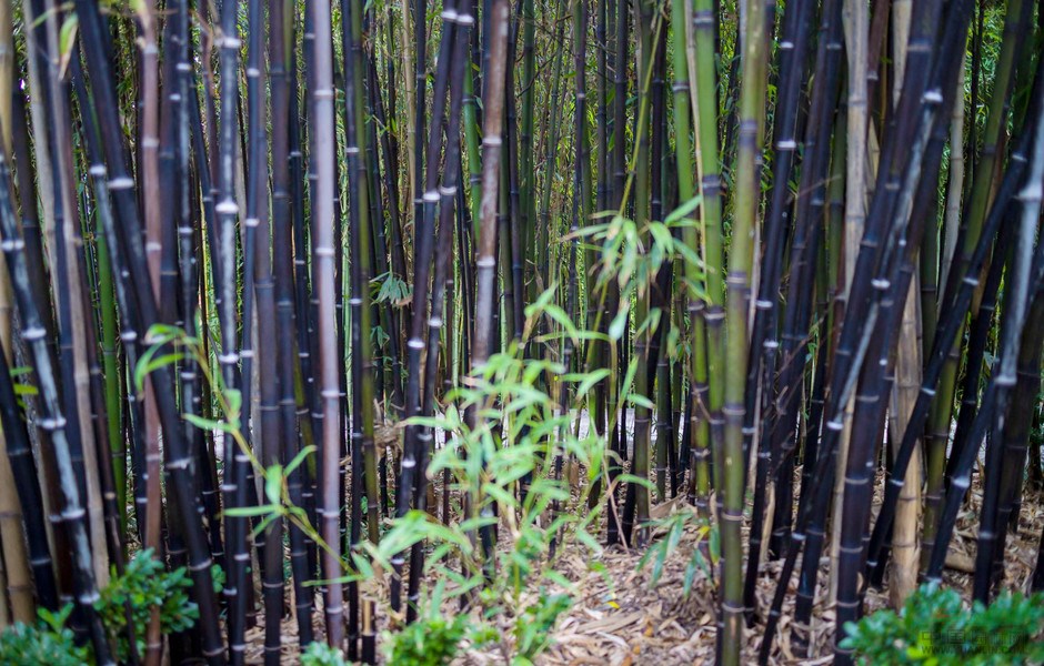 2019紫竹新價格 江蘇祿興園林 低價 竹苗種植場 竹苗批發(fā)