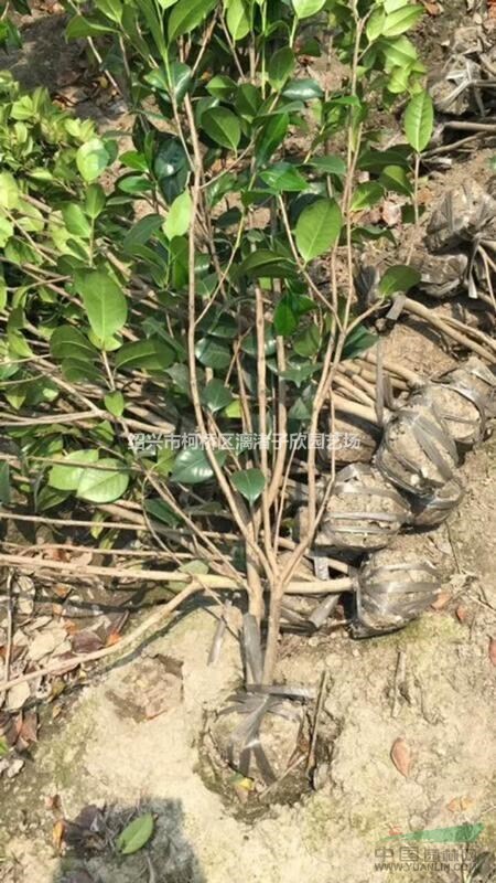 精品小茶花 2公分左右