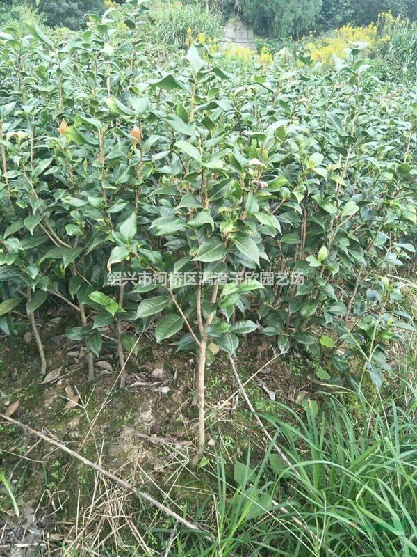 精品小茶花 2公分左右