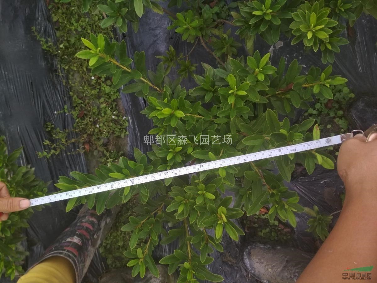 毛鵑毛籠子