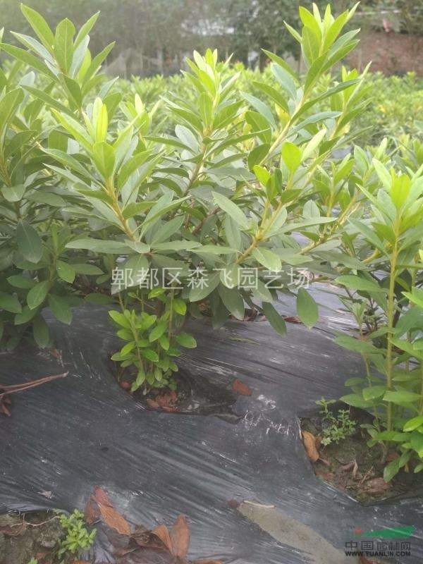 毛鵑毛籠子