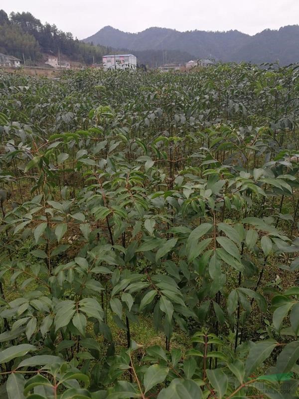 野鴨椿