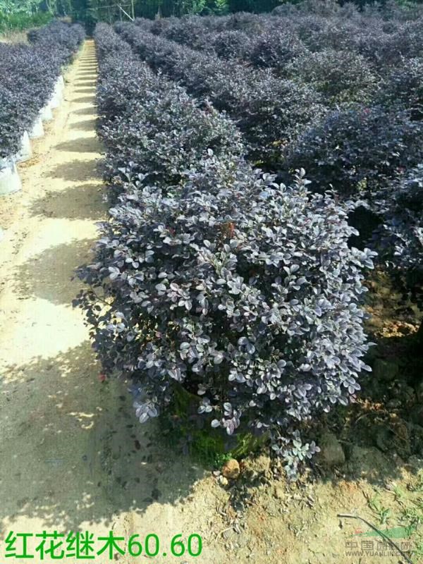 漳州代办精品红花继木60.60 袋苗