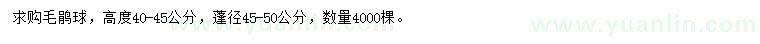 求購高40-45公分毛鵑球