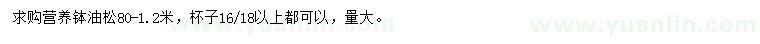 求購(gòu)80-120公分油松