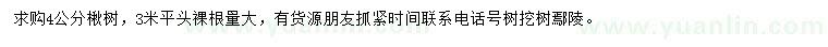 求購4公分楸樹