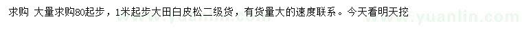 求購80、100公分起步大田白皮松