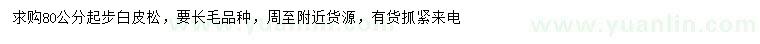 求購80公分起步白皮松