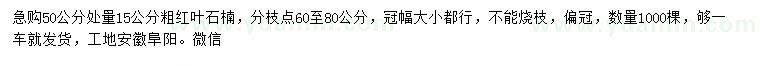 求購50公分量15公分紅葉石楠