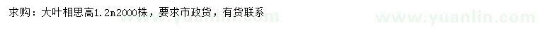 求購高1.2米大葉相思
