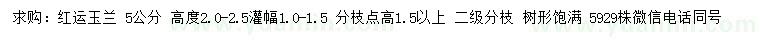 求購5公分紅運玉蘭