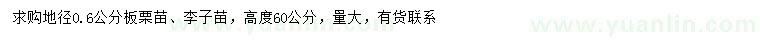 求購地徑0.6公分板栗苗、李子苗