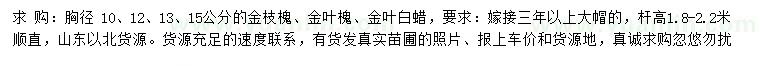 求購金枝槐、金葉槐、金葉白蠟