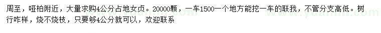求購4公分占地女貞
