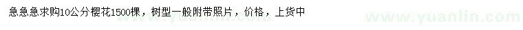 求購10公分櫻花