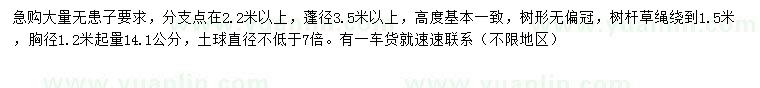 求購胸徑1.2米量14.1公分無患子