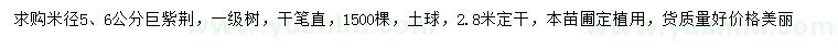 求購米徑5、6公分巨紫荊