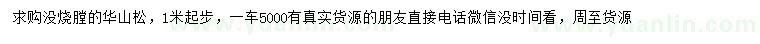 求購1米起步華山松