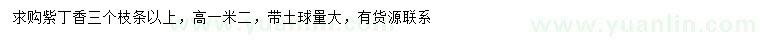 求購(gòu)高1.2米紫丁香