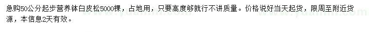 求購50公分起步白皮松