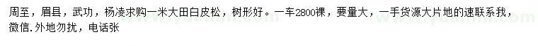 求購1米大田白皮松