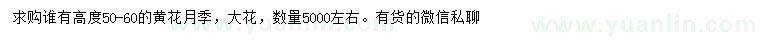 求購(gòu)高50-60公分黃花月季