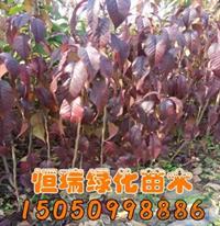 2018年江蘇紅葉櫻花小苗*新報(bào)價(jià)