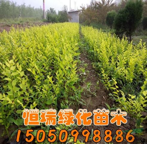 江蘇金葉榆哪里好/哪家便宜