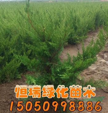 大小規(guī)格龍柏2基地