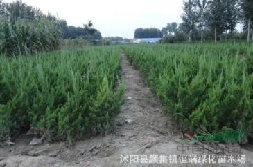 大小規(guī)格龍柏2基地