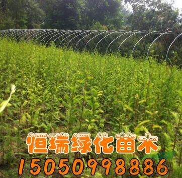 落羽杉行情報價/落羽杉圖片展示