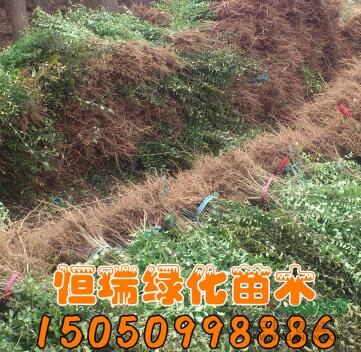 江蘇[產(chǎn)品]/江蘇水蠟苗價(jià)格/報(bào)價(jià)