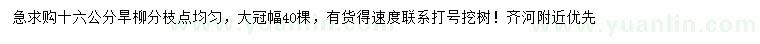求購16公分旱柳
