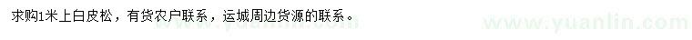 求購1米上白皮松