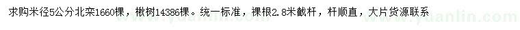 求購米徑5公分北欒、楸樹