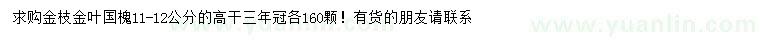 求購11-12公分金枝金葉國槐