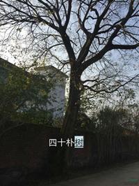 江西40公分樸樹哪里好/哪家便宜